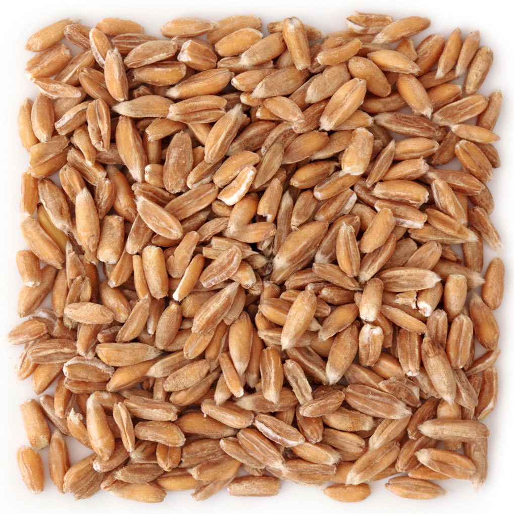 Raw spelt grains