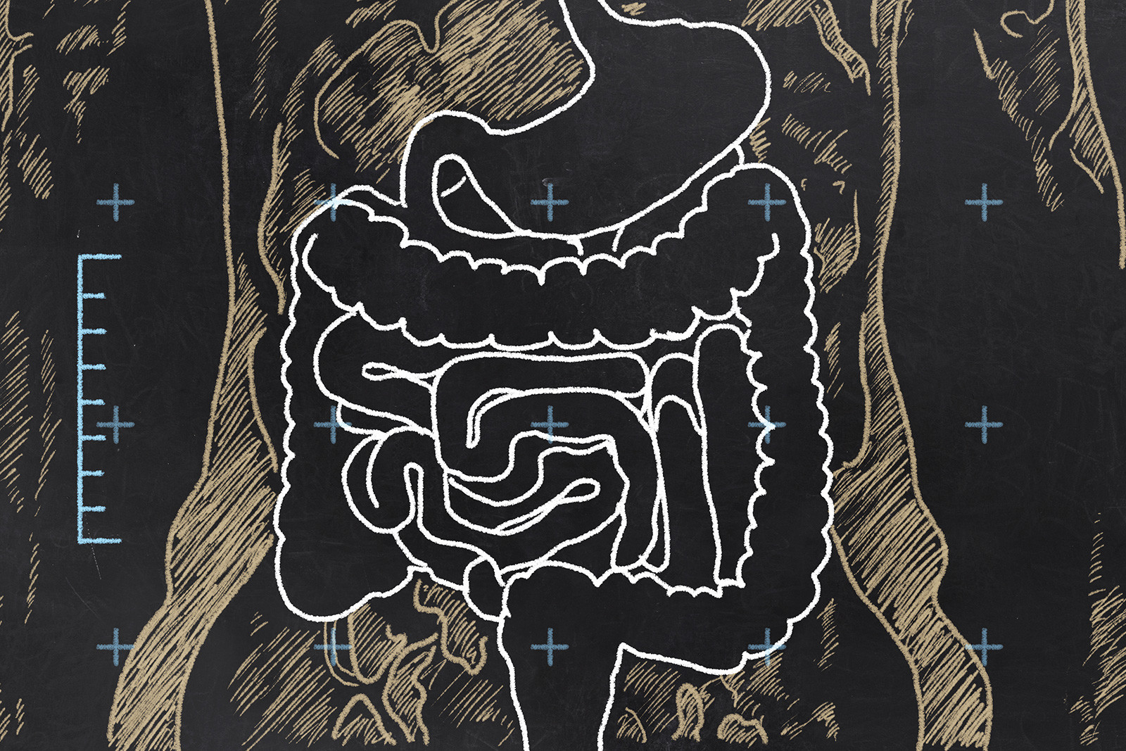 The Importance of Gut Health