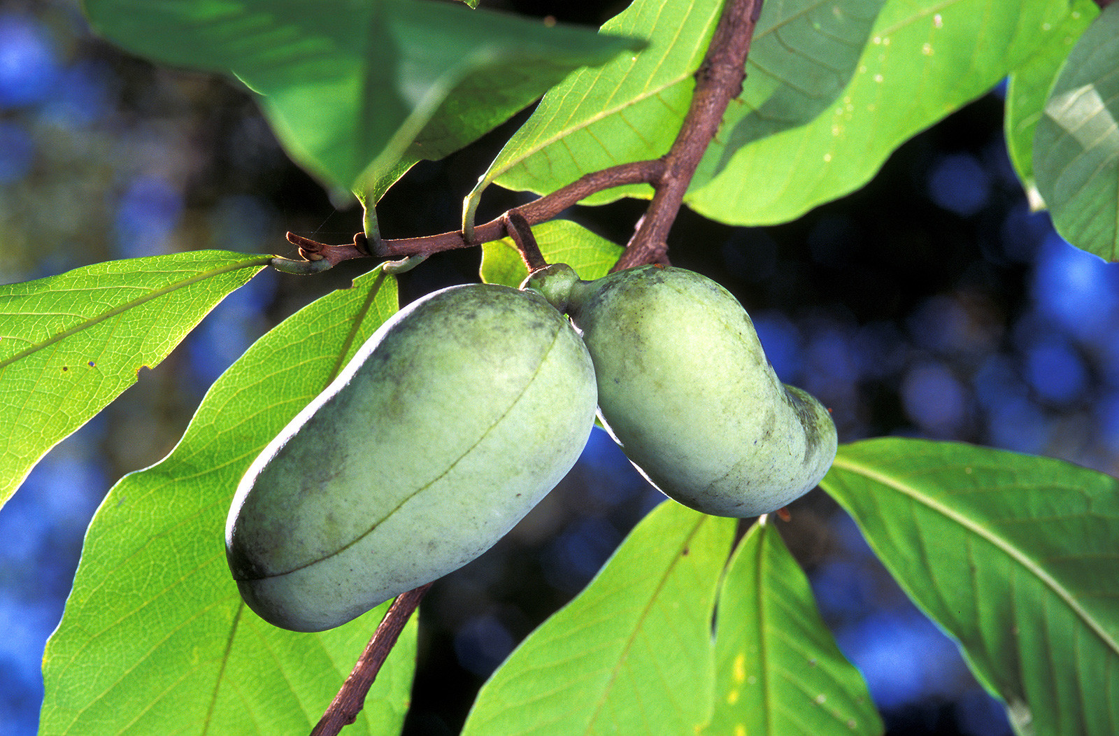 2 pawpaw fruits growing from a tree branch.