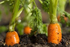 Organic carrots growing in lush soil of urban garden