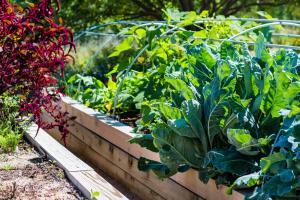 Raised planter in a urban garden with fresh organic vegetables