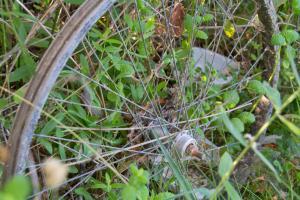 bicycle wheel abandoned in a lot full of weeds