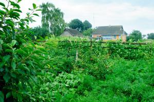 variety of plants for a food forest