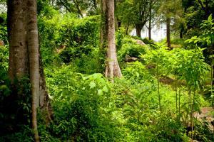 plant layers in a natural forest