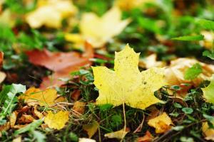 leaves to use for compost in lasgana garden