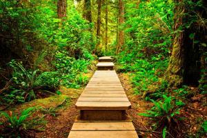 peaceful cedar forest with walkway