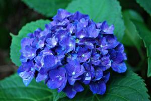 hydrangea flower turns blue when treated with coffee grounds