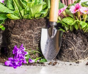 Garden trowel and healthy flowers to plant