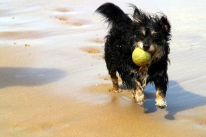 holistic pet care: dog with ball running for natural movement exercise