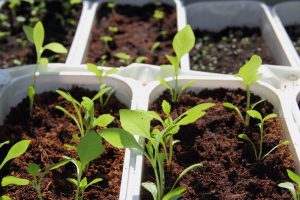 planting tray with micro green seedlings