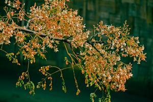 c;oseup of moringa oleifera tree