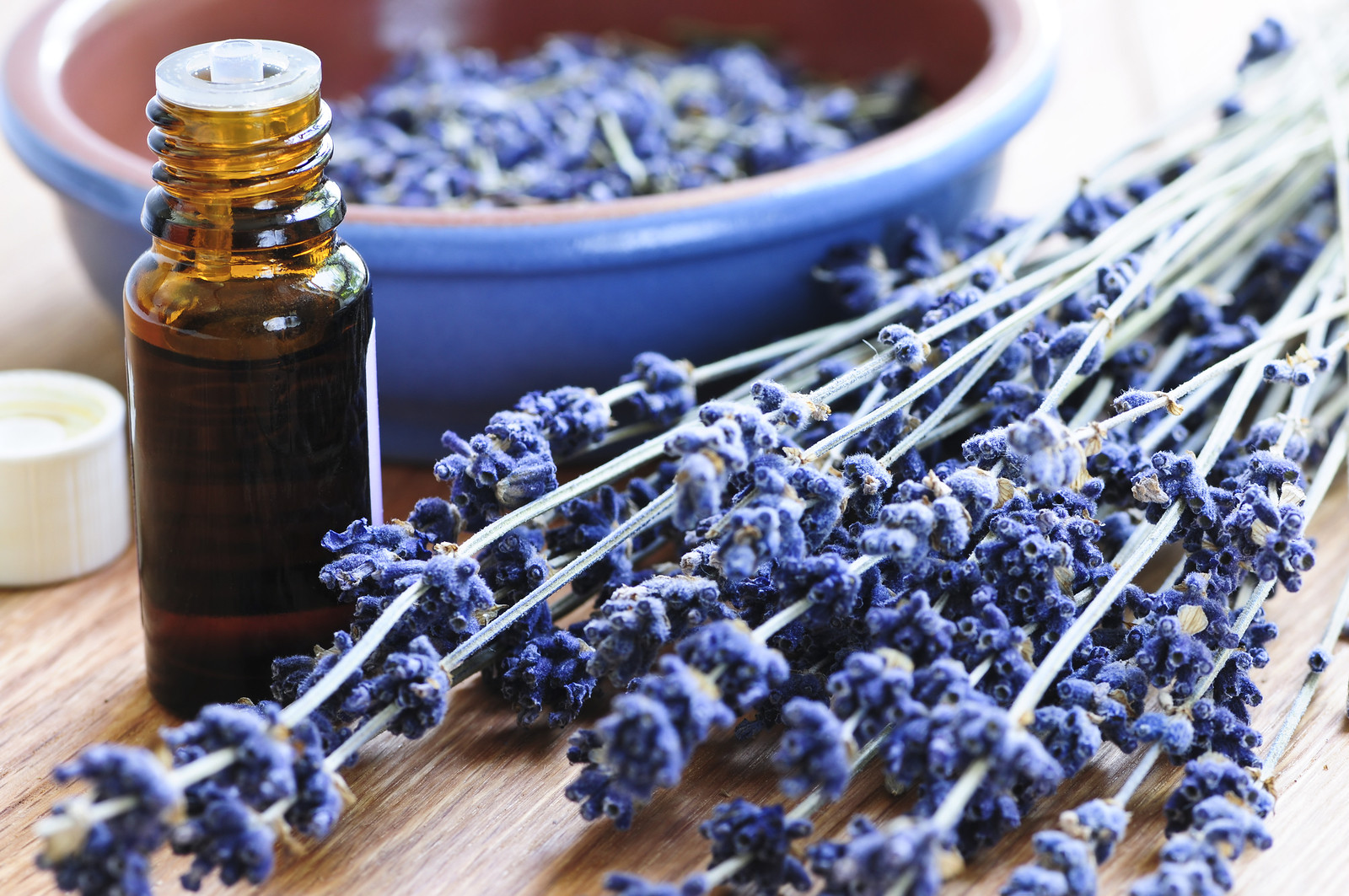 Lavender - an essential oil for treating spider bites.