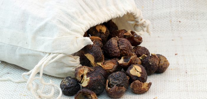 Soap nuts in a drawstring bag, with some soap nuts spilling out of it.