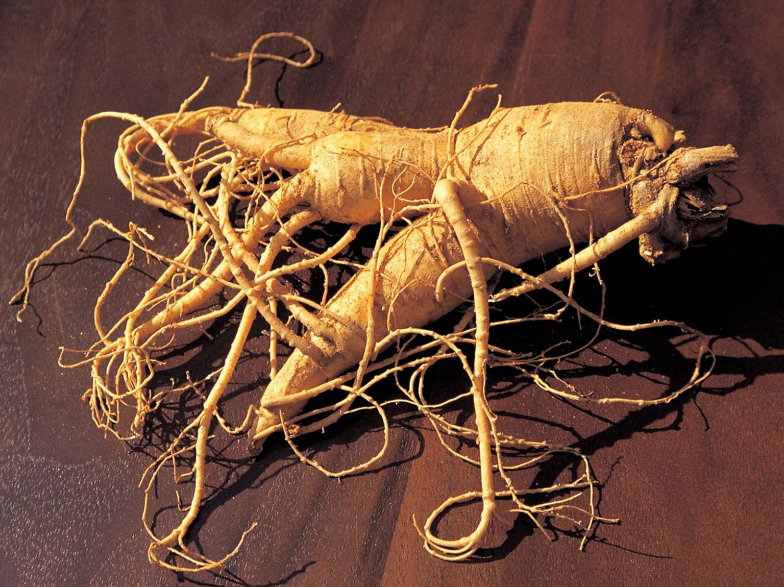 Ginseng Pregnancy at Albert Streets blog