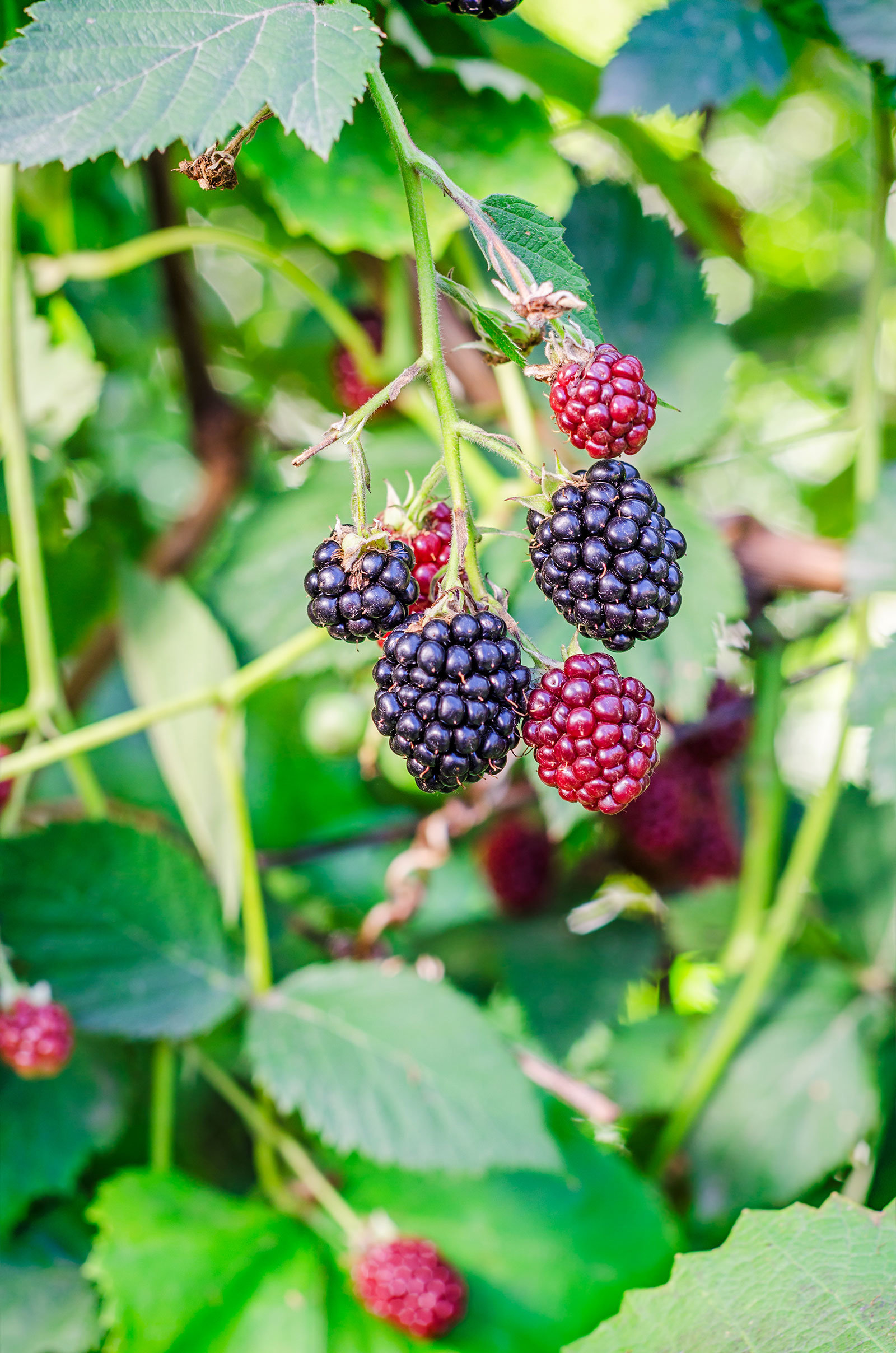 Wild Fruit: Finding Free Food in Your Neighborhood - Naturalcave.com