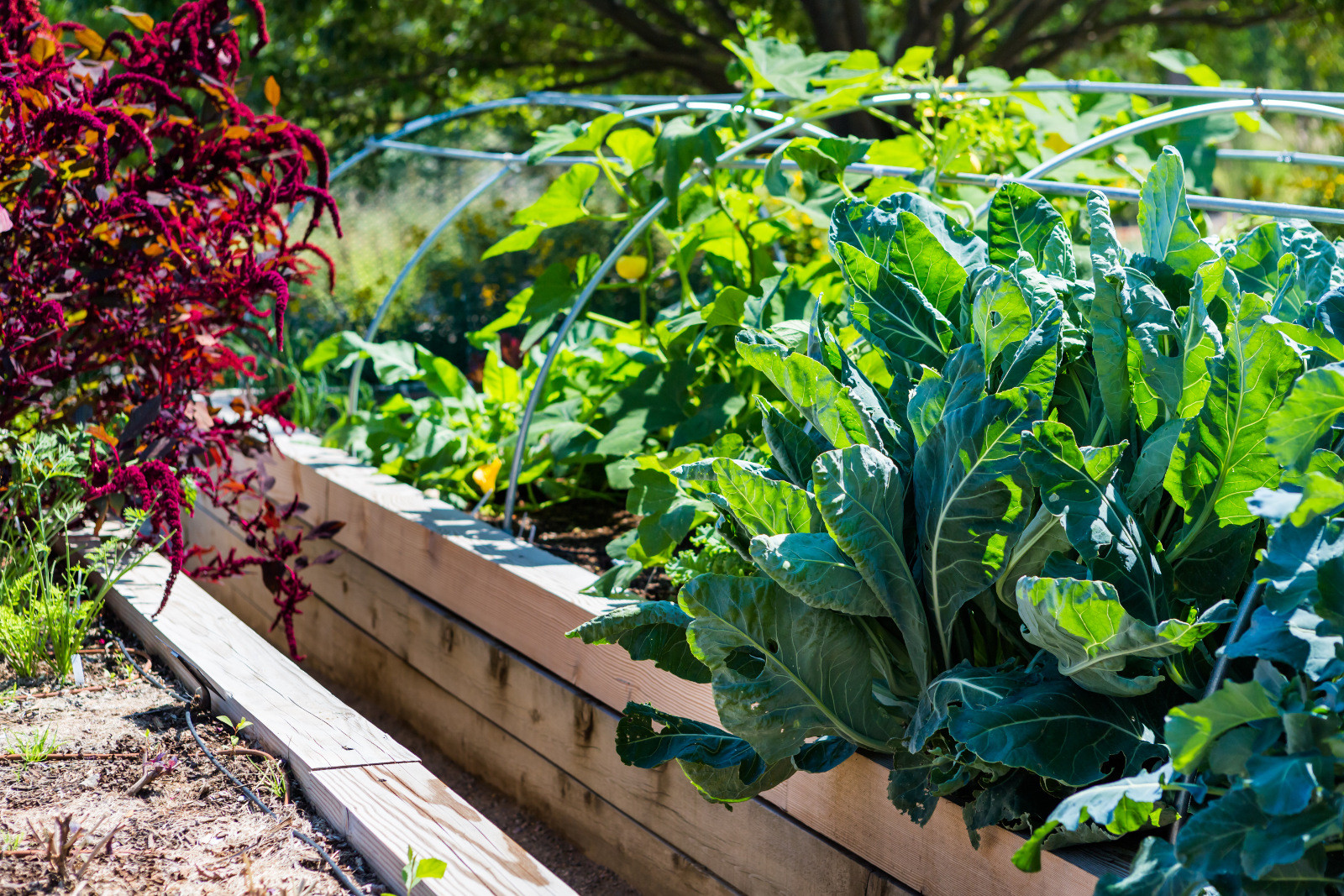 The Best Tips for Starting a Small Urban Garden