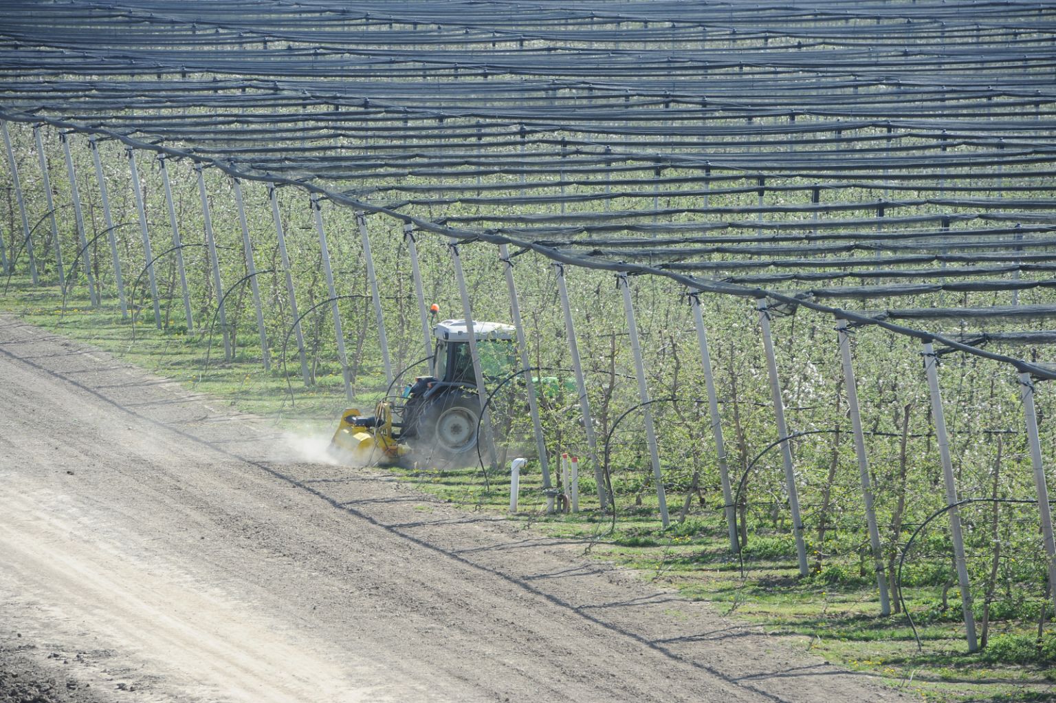The Diversified Orchard for Improved and Holistic Health