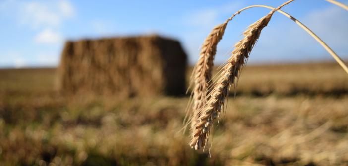 close up of straw with straw bale in the background