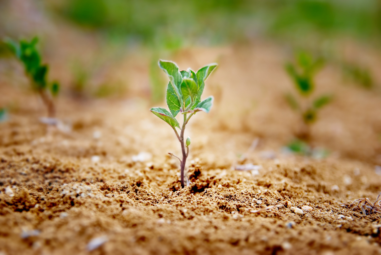 Lasagna Gardening Build Soil And Get Rid Of Weeds