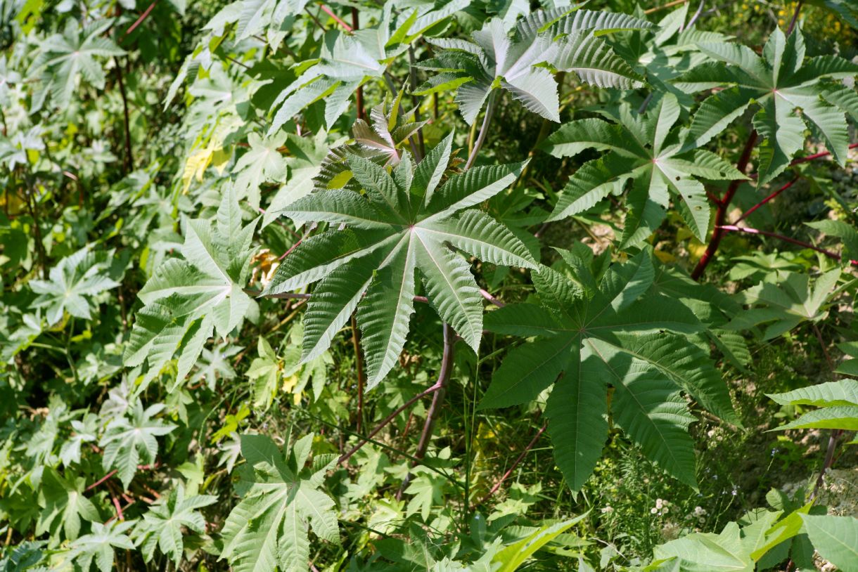 Castor Oil The Natural Benefits and 12 Ways To Use It