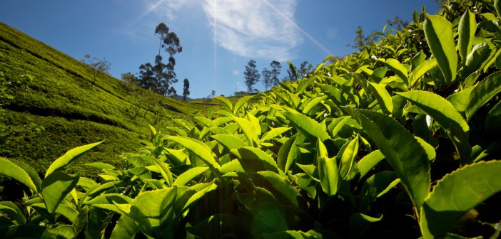 tea plantation with closeup of leaves