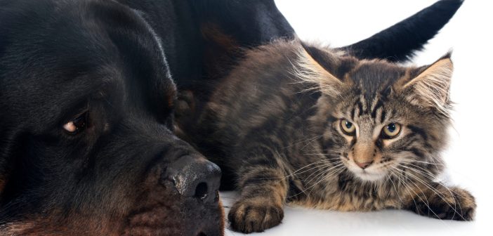 healthy dog and cat side by side