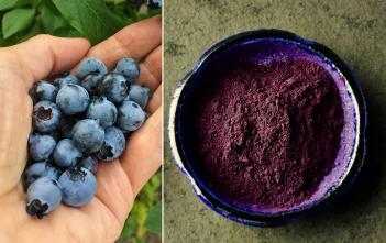 blueberry powder
