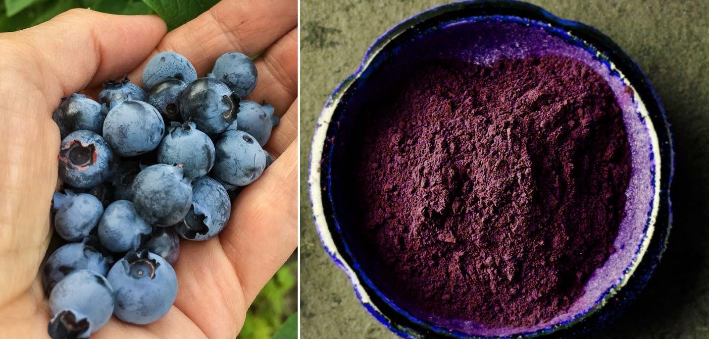 Everything You Need to Know About Blueberry Powder Today (And How it ...