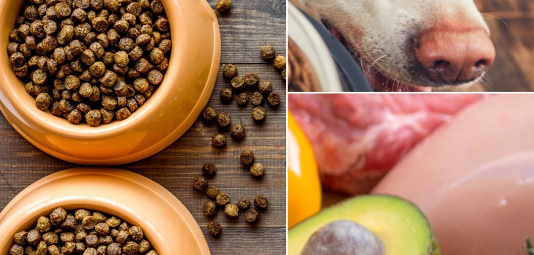 Top 24 Best Organic Dog Foods (And What to Know Before Buying