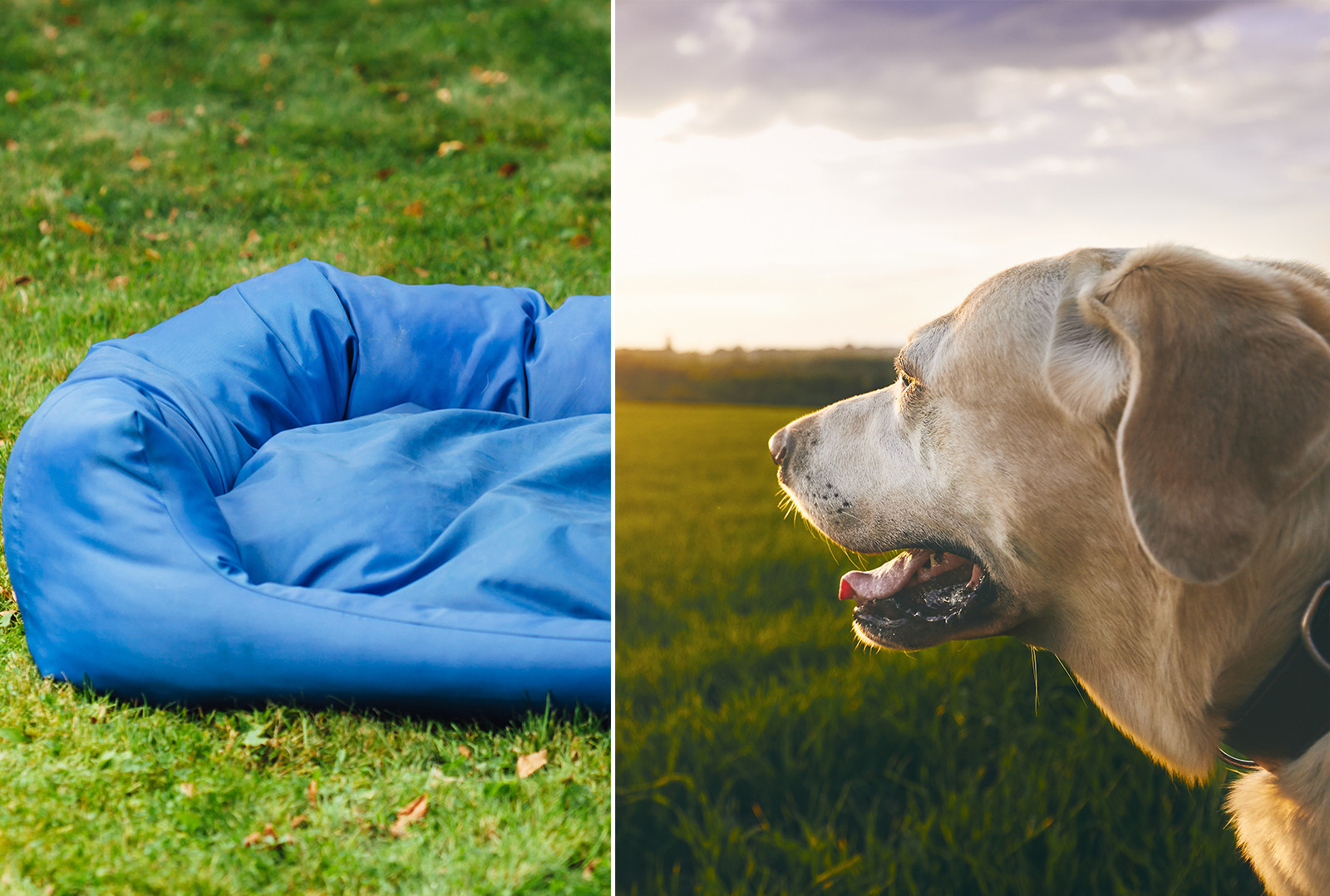 Top 24 Best Outdoor Dog Bed Options Naturalcave Top 24 Best Outdoor Dog Bed Options